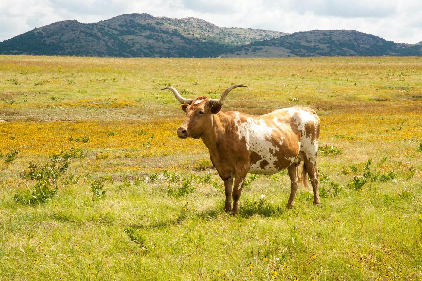 Image of Texas